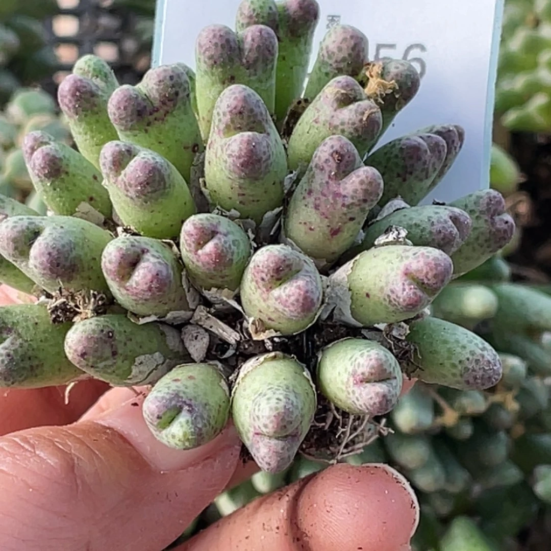 薰****25-56肉锥多肉植物