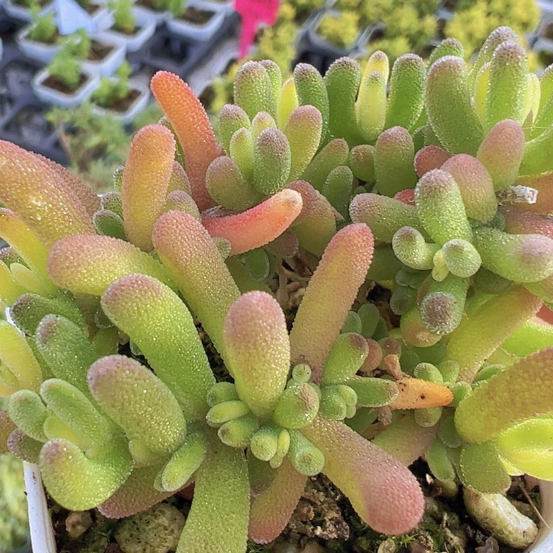 兔子锦19包邮多肉植物