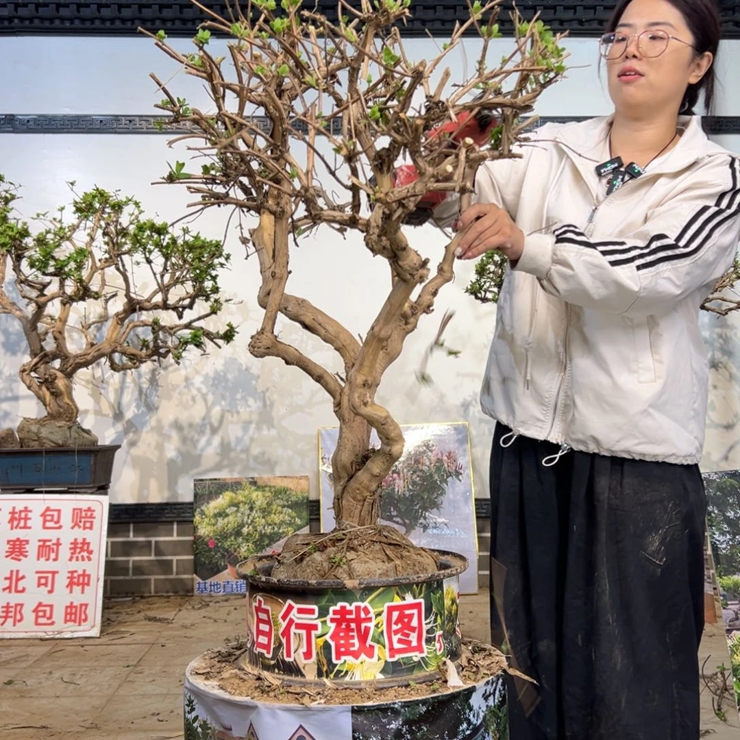 无花朵金银花8888