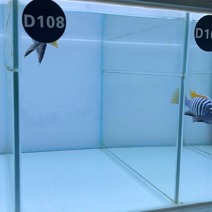 海水鱼111111111111111