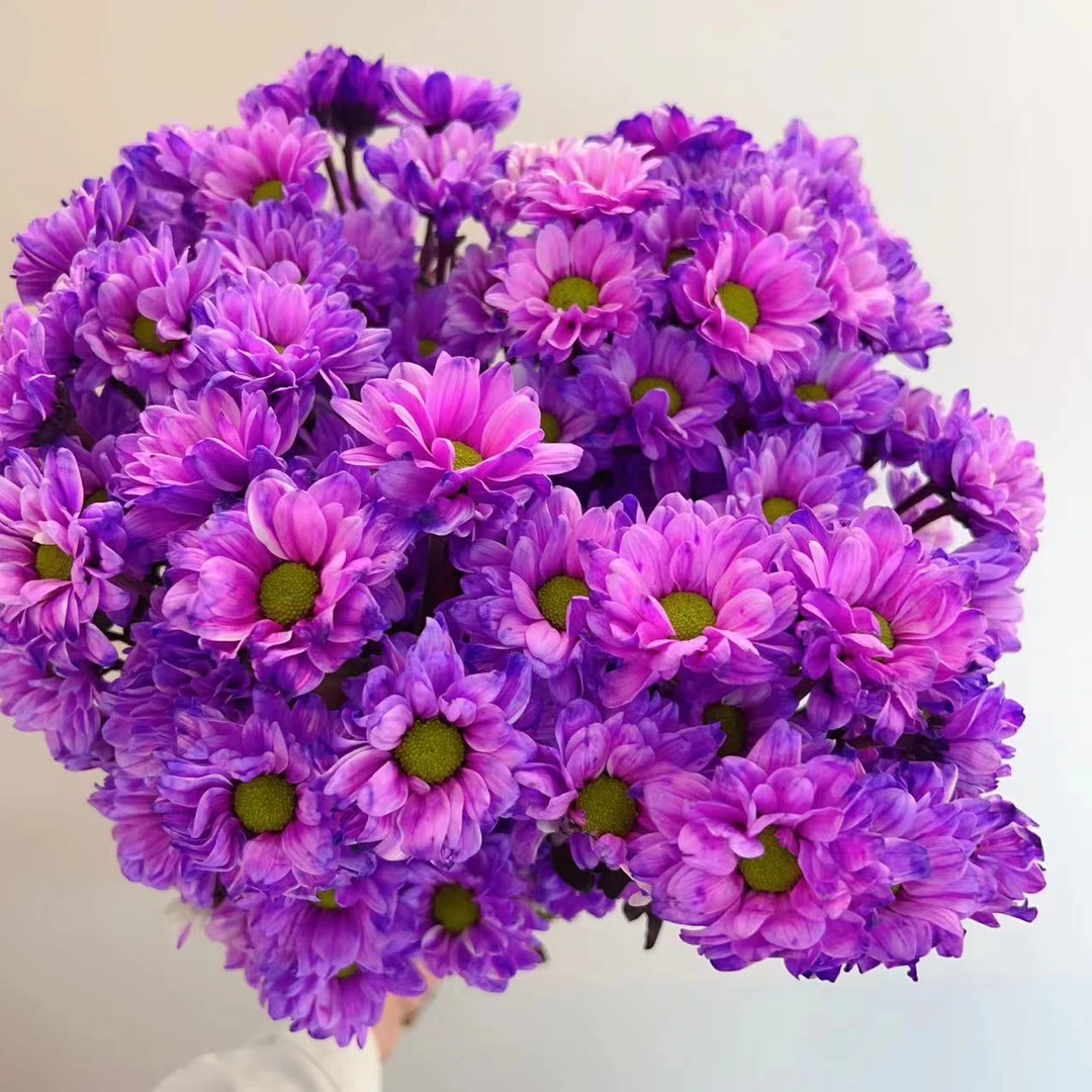 一花一木【油画小菊花材】可做干花 昆明基地直发顺丰包邮