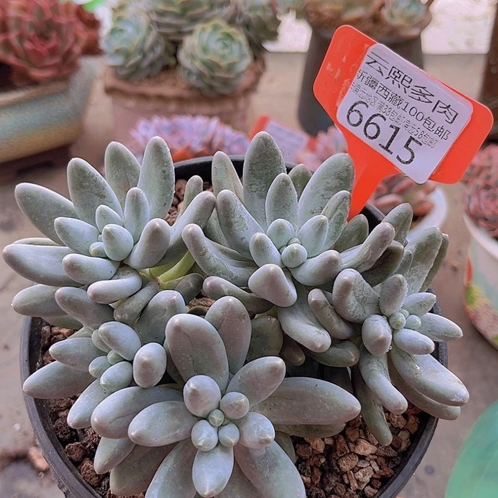 6615乌拉奶。