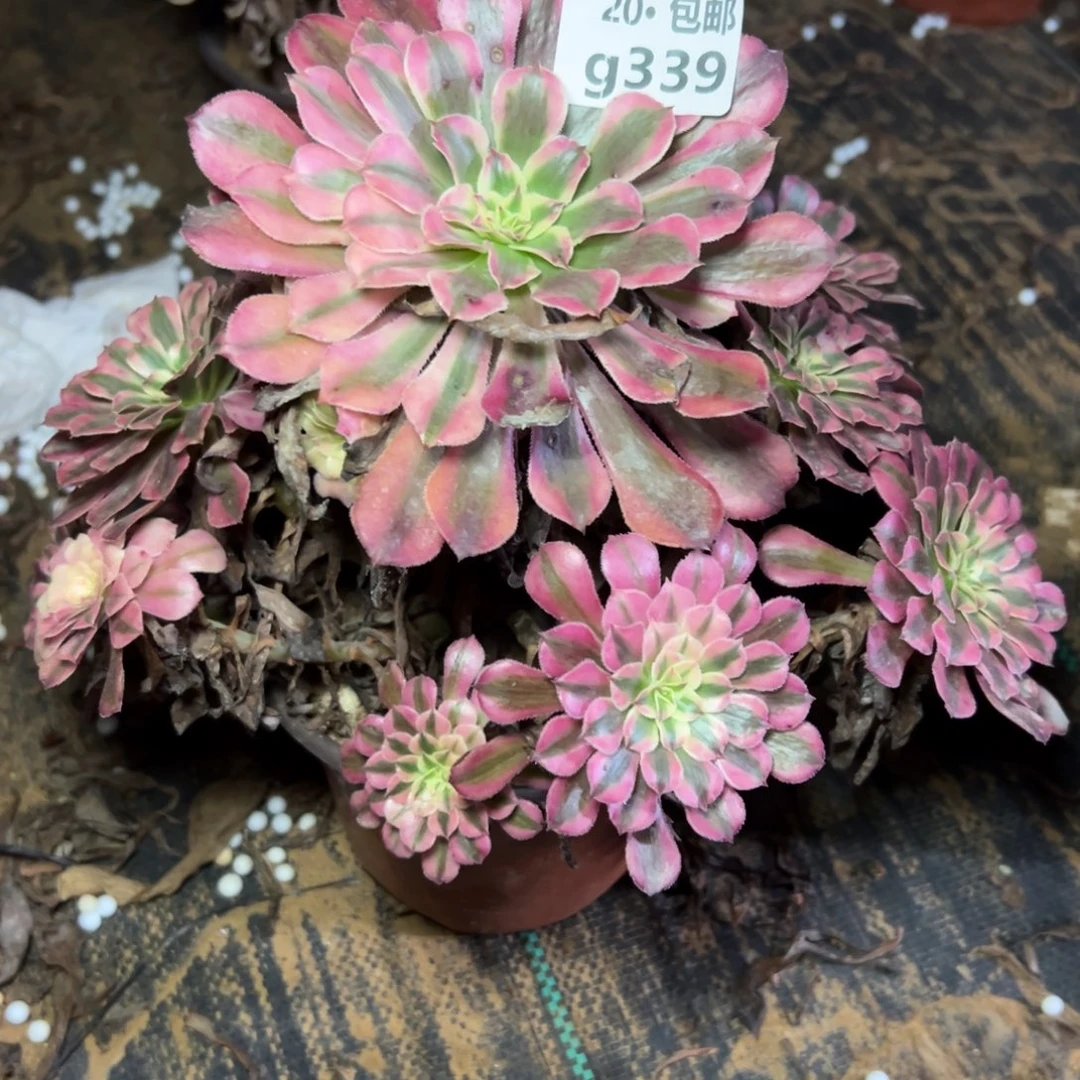 339红铜白，满20包邮