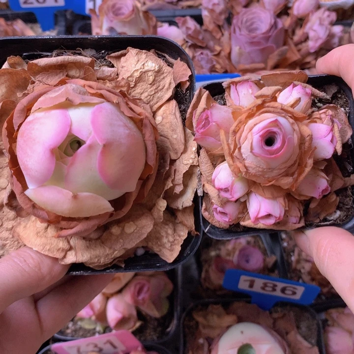 一物一拍组合福利002
