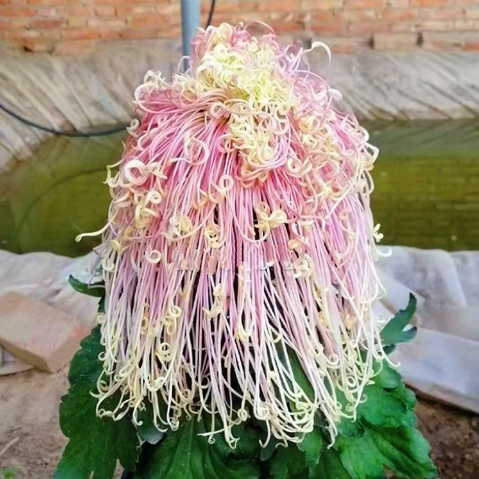 盘龙卓越【大花线型】带花苞菊花盆栽