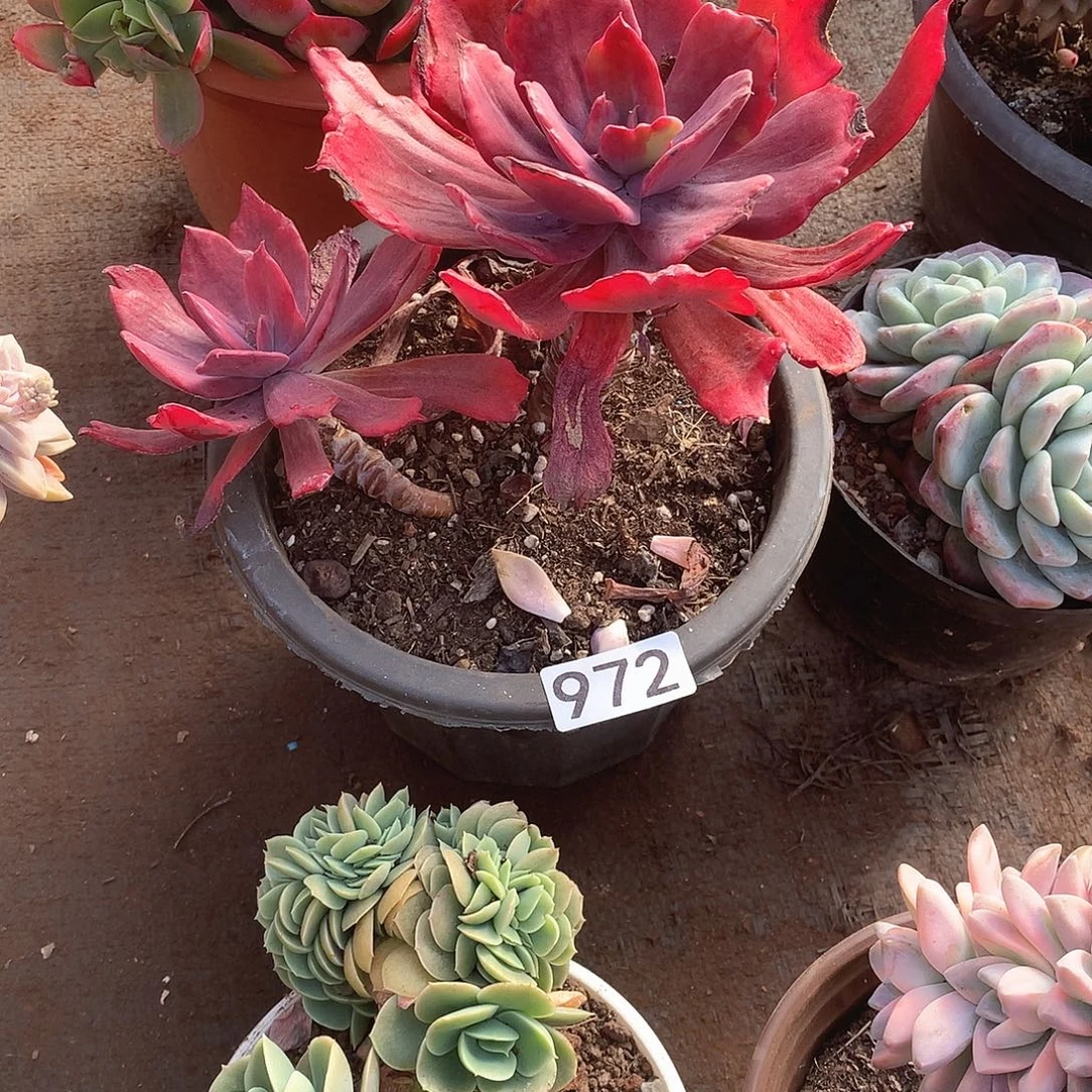 972 一物一拍多肉！