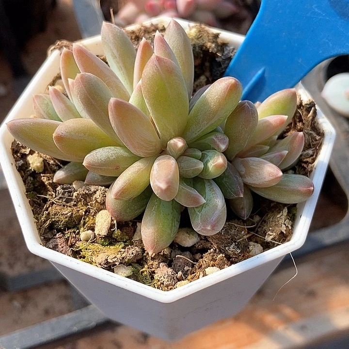 多肉植物炫彩星6153