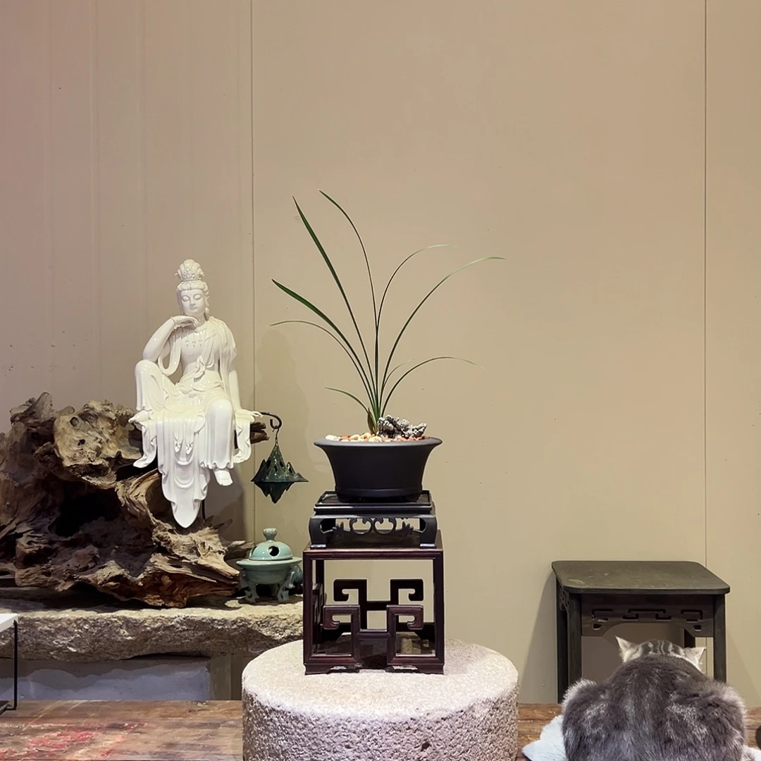 大部分花苞少量开放黄水仙