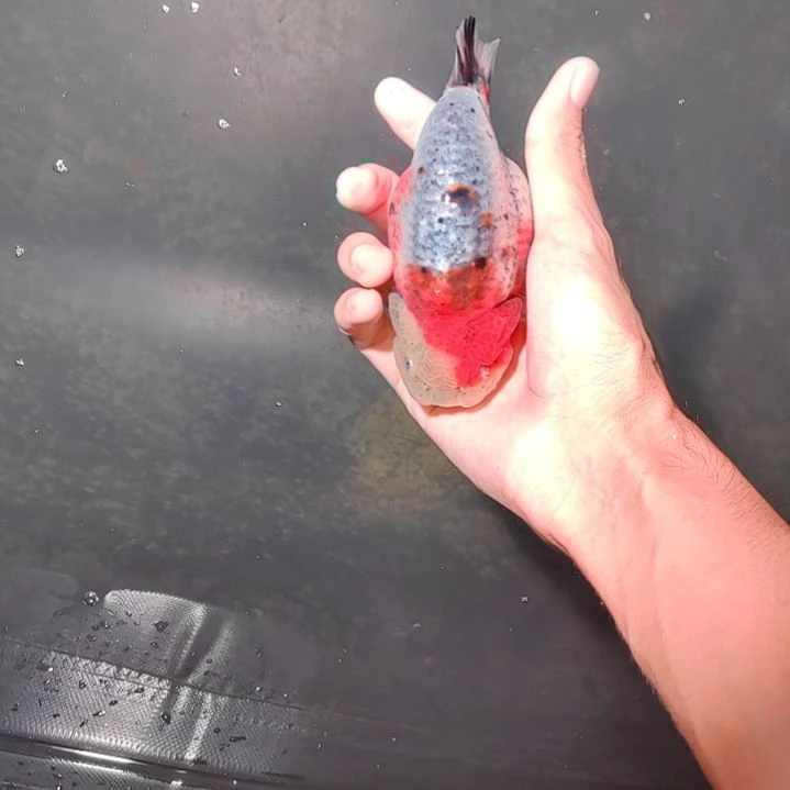 鱼***铲金鱼潘六叔精品麒麟