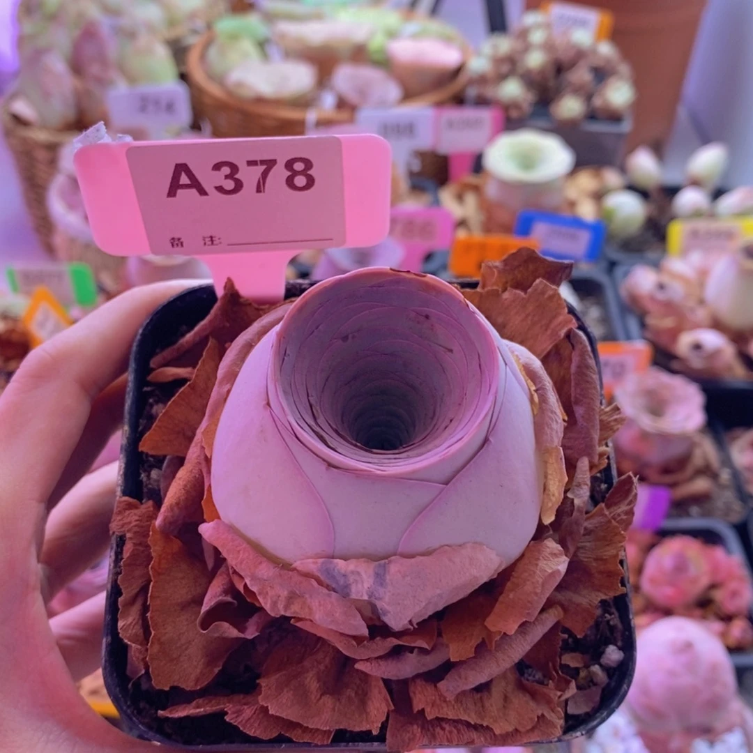 山地玫瑰一物一拍盛夏378