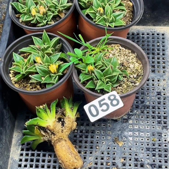 058块根美人鱼带盆一物一图如图