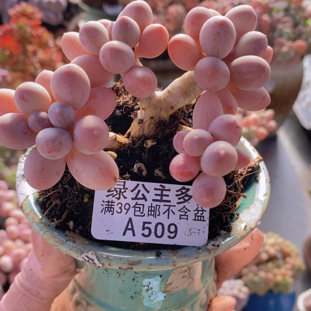 香水手指奶老桩7cm509多肉植物
