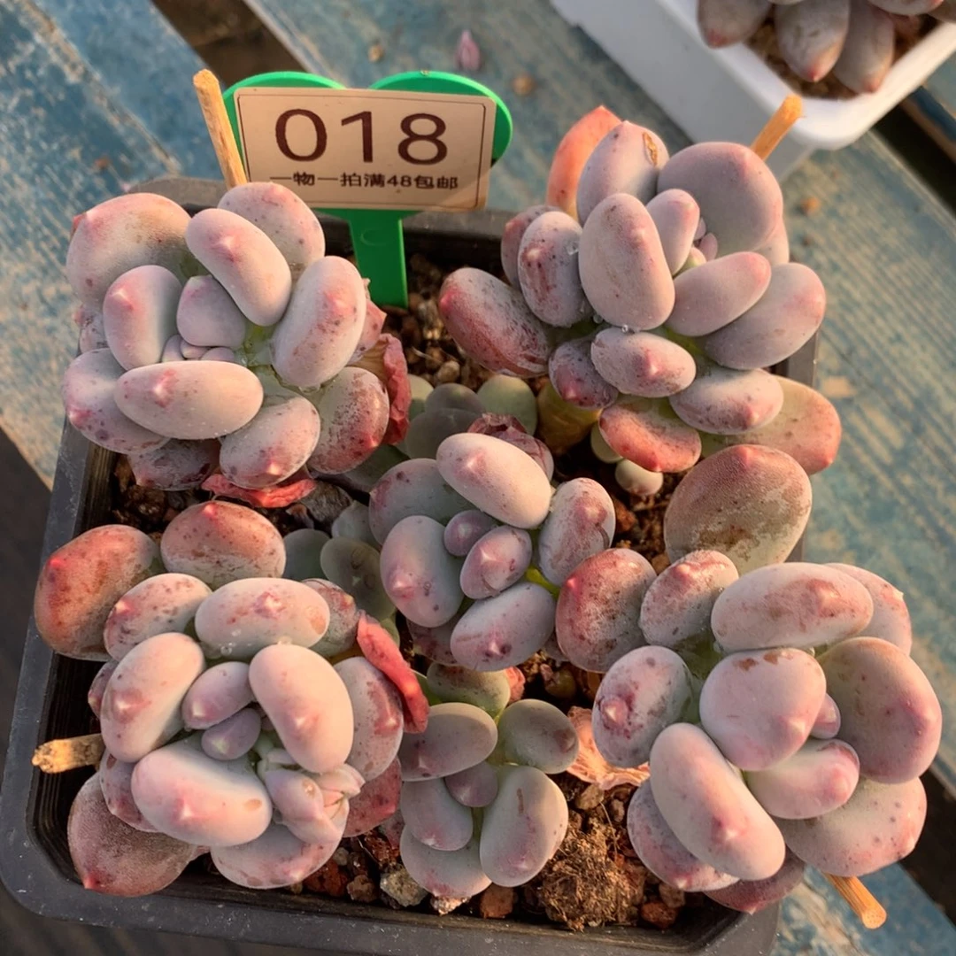 咖啡美人开播福利