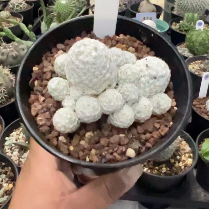 完全开放带盆发货