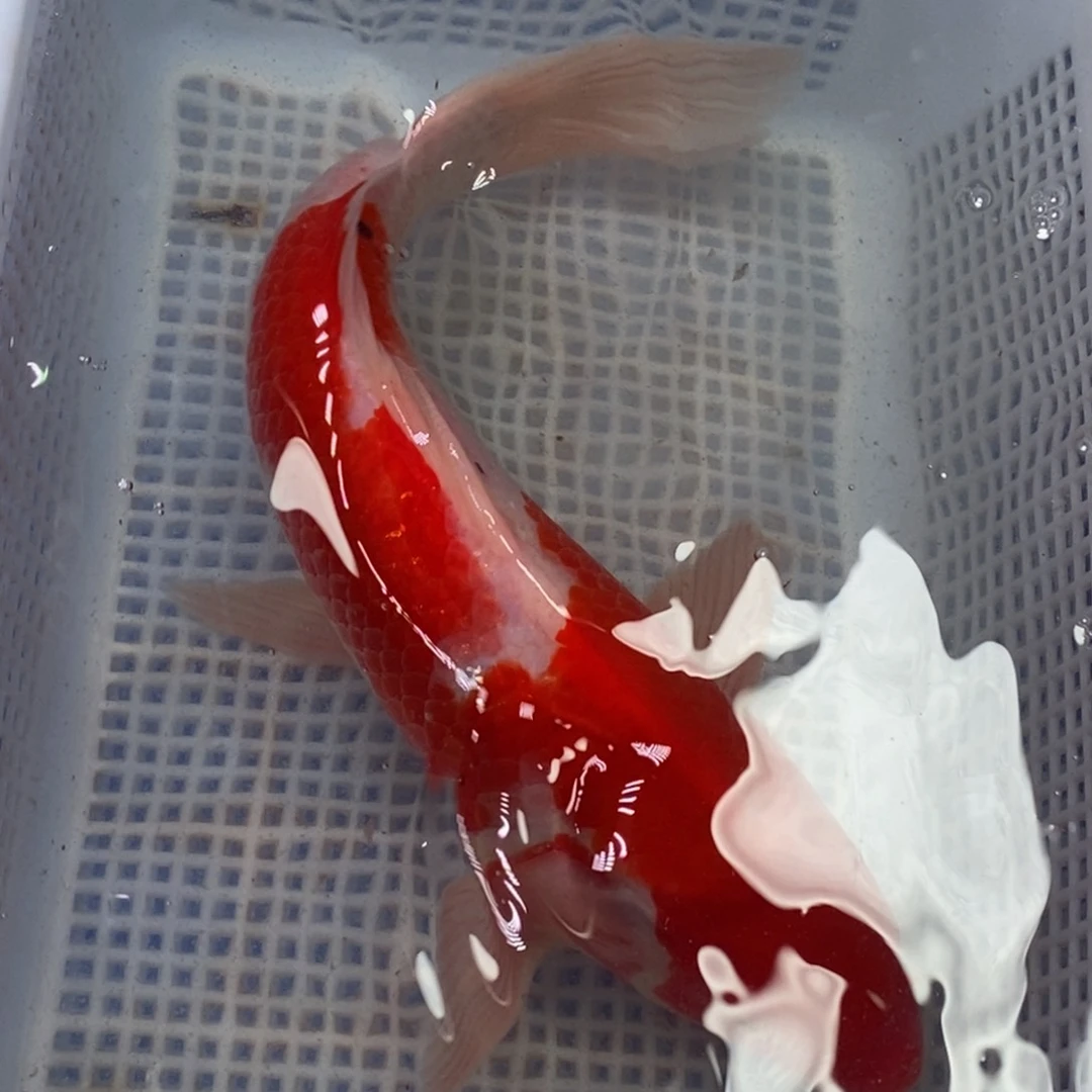 锦鲤冷水锦鲤包邮