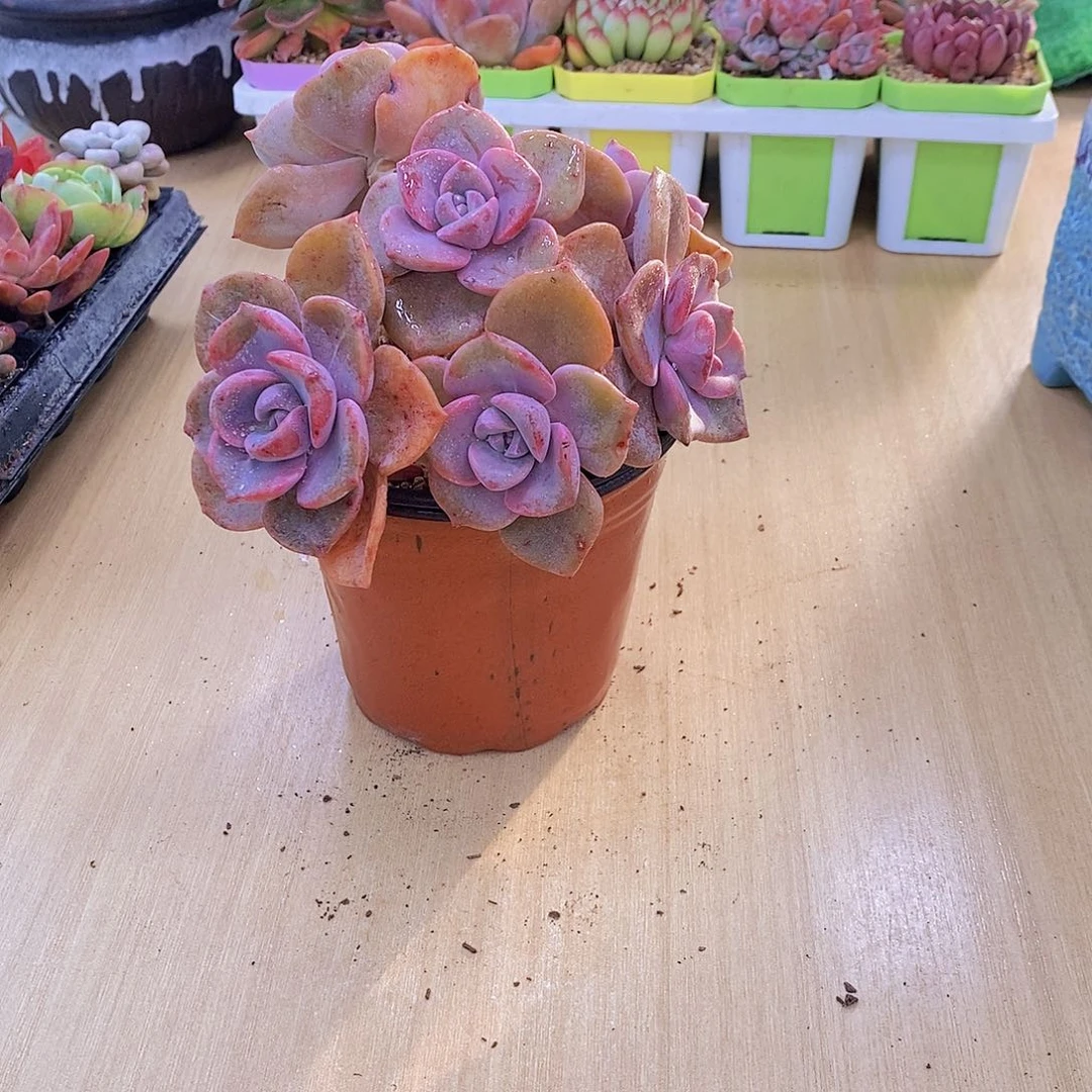 无花朵多肉植物彩虹糖110