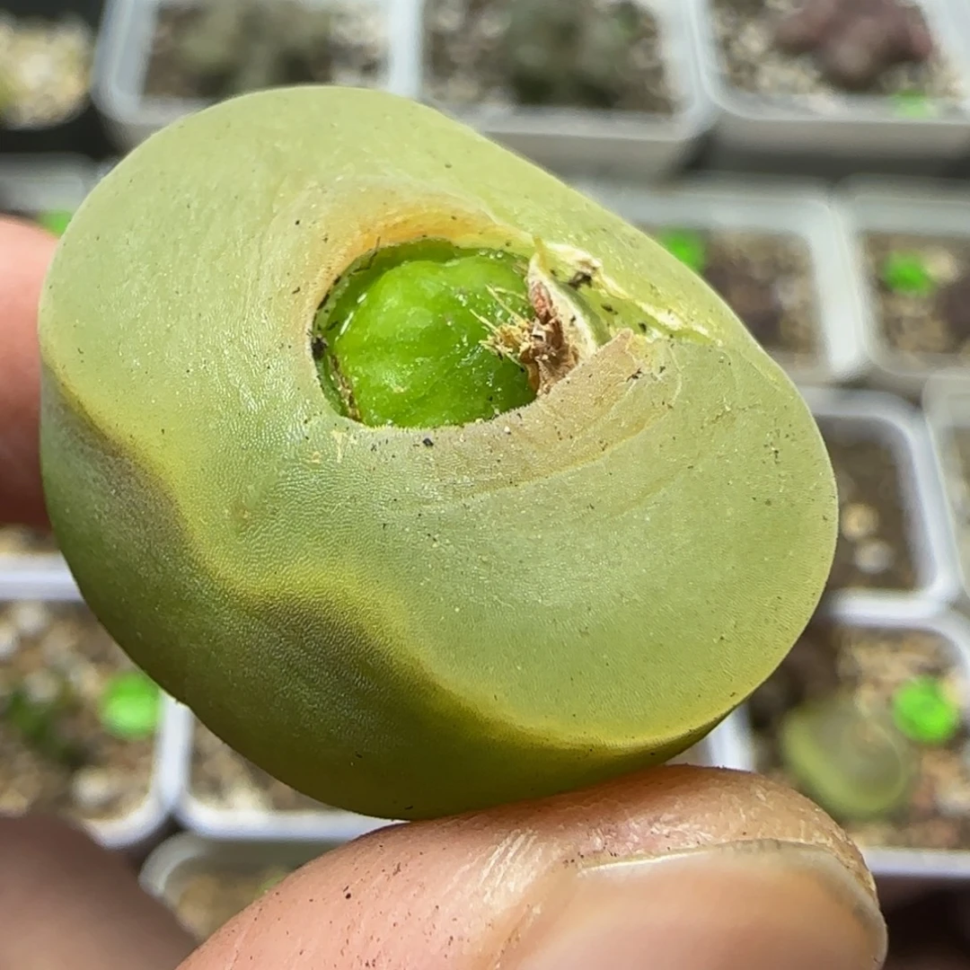 2.5+漂亮多肉植物463