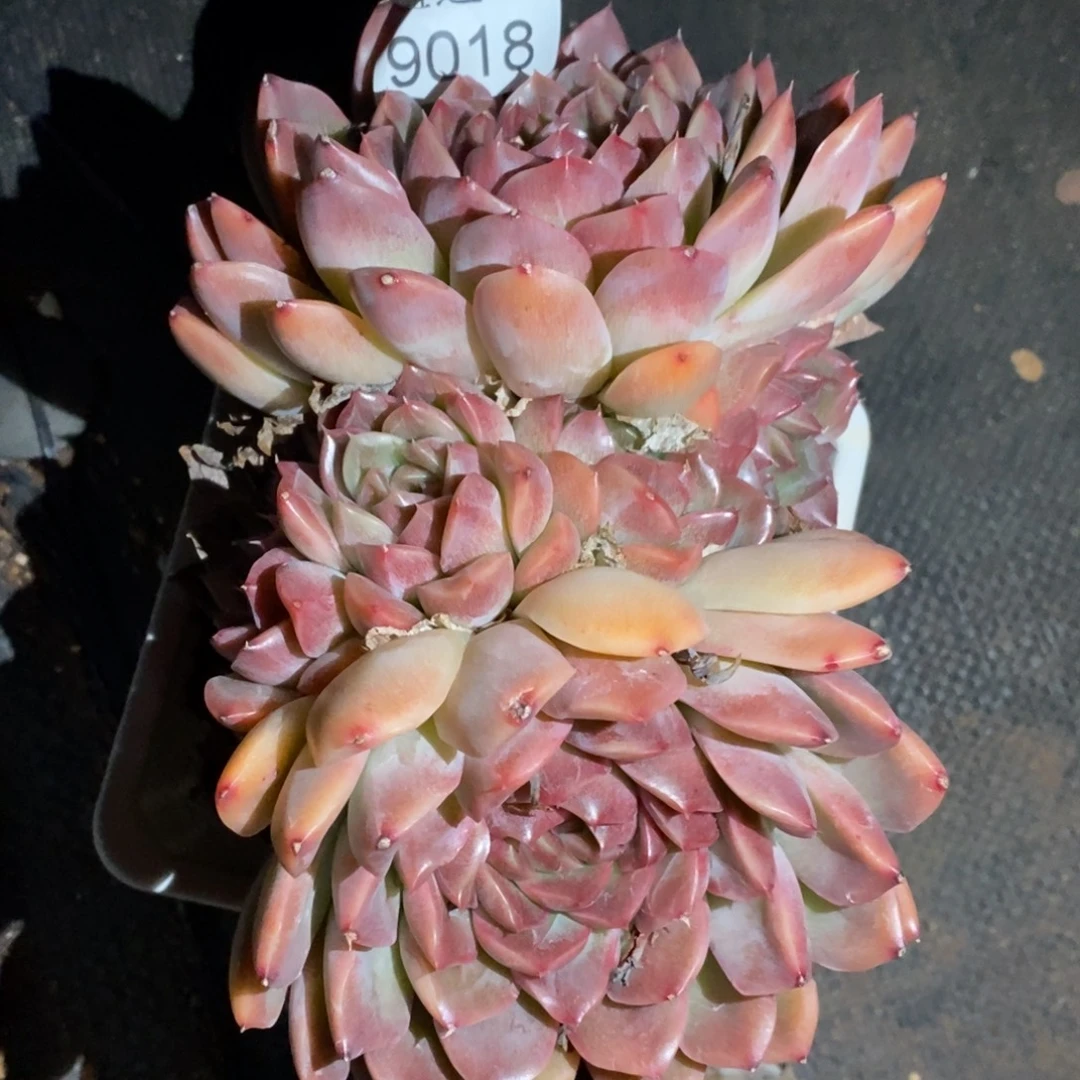 闪***星不包掉头9018~15厘米