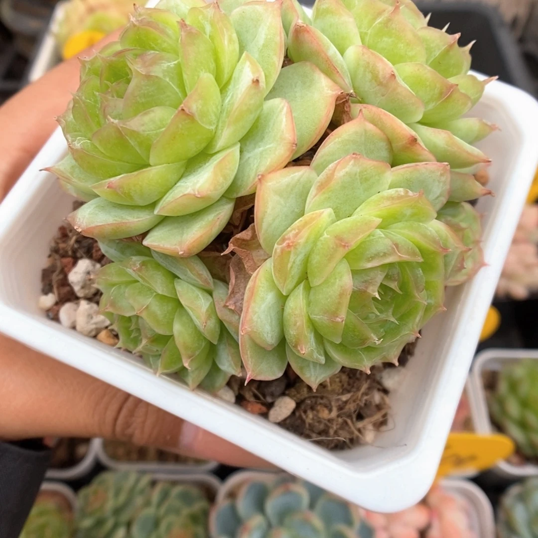 蔷薇珍妮群生506号