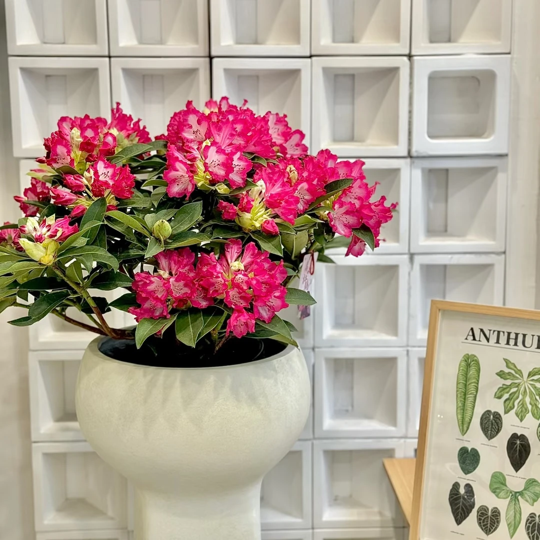 高山杜鹃带花苞四季开花浓香型重瓣大苗室内外阳台庭院好养绿植