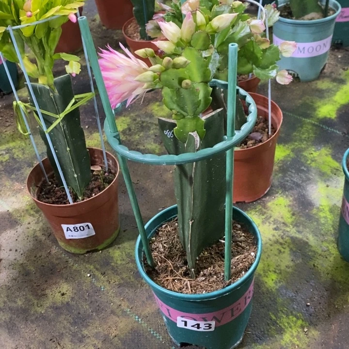 大部分花苞少量开放花*143嫁接086