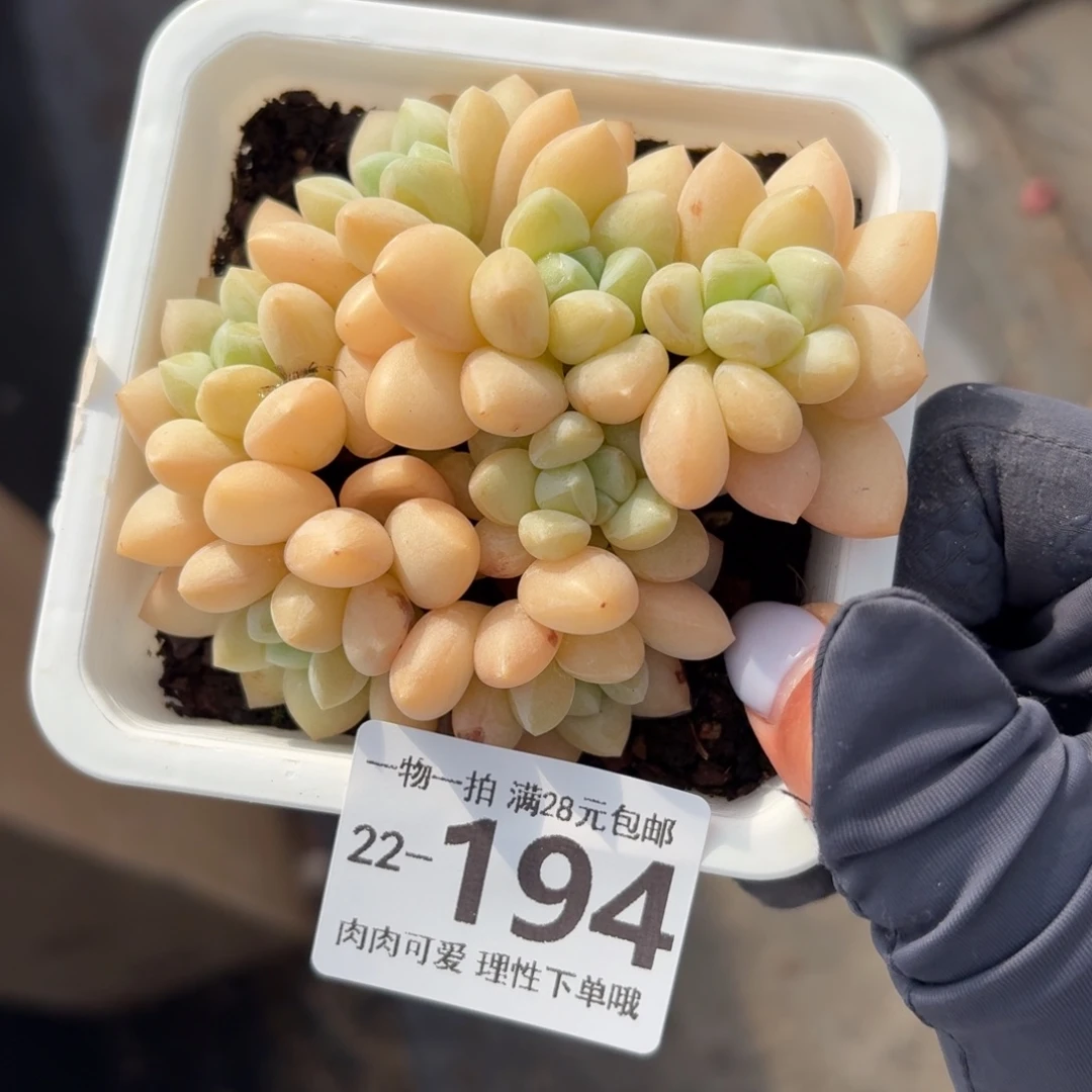 泡泡糖无盆土发货无