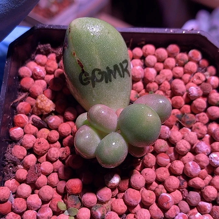 刚果美人锦多肉植物