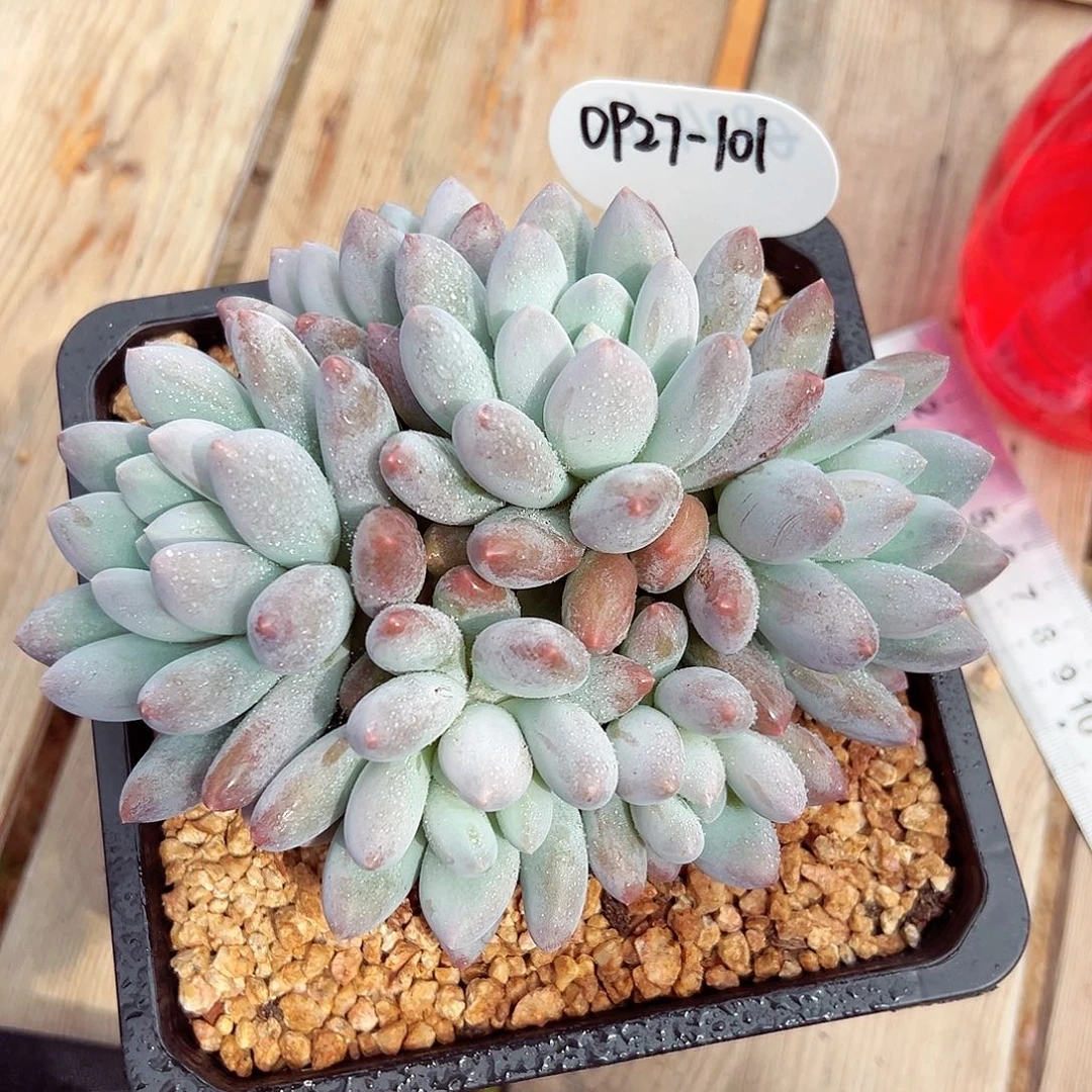 0927-101香所群。。。。