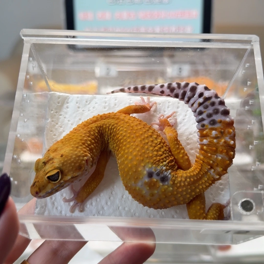 豹纹守宫血翡翠妹妹