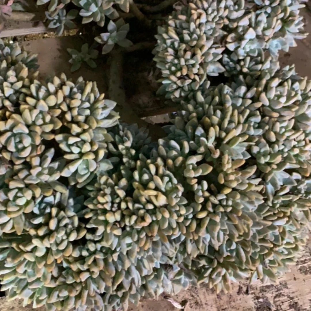 淡雪缀化多肉植物大气美观各地好养新手必选