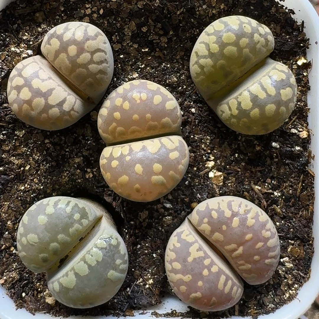 生石花1111111。    262