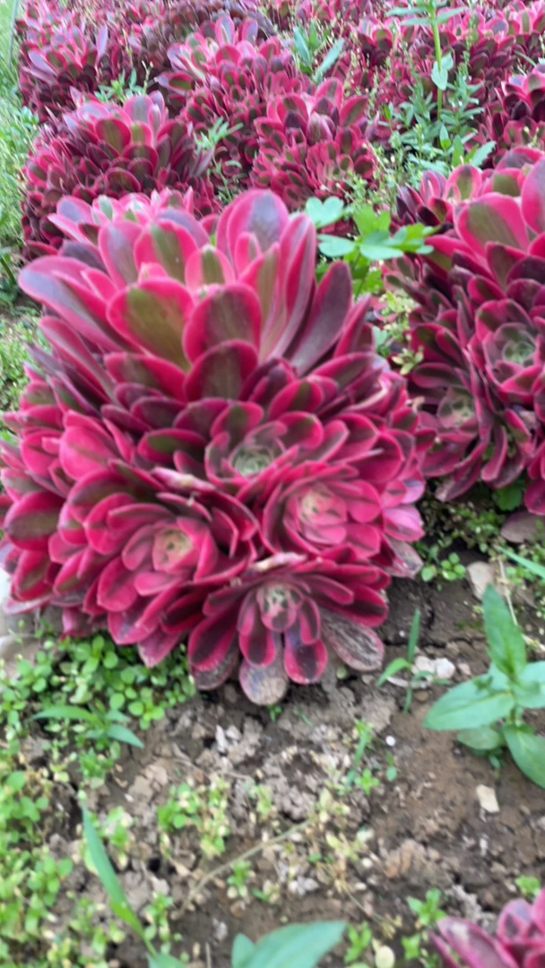 多肉植物粉女巫法师锦火狐狸