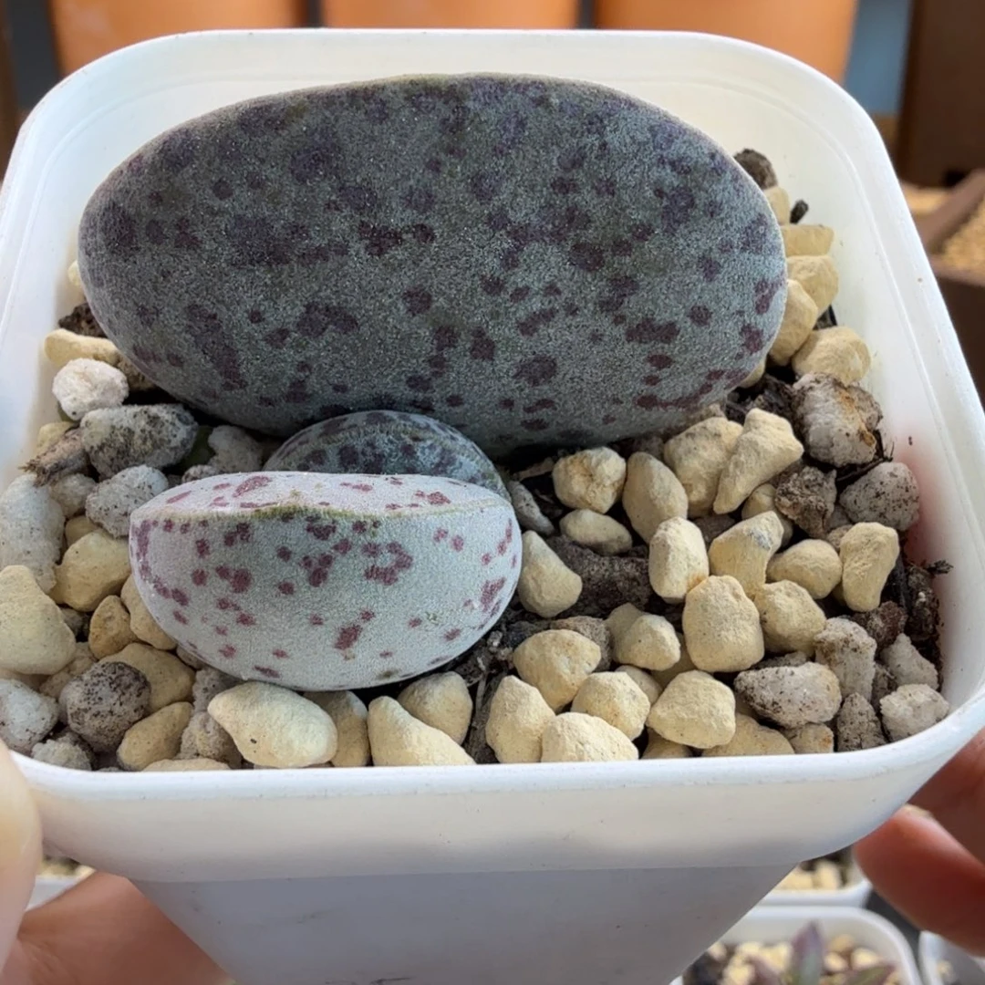 巨型花旦水泡多肉肉