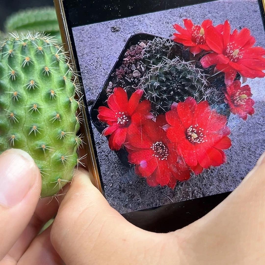 红梅3号侧芽一颗往事