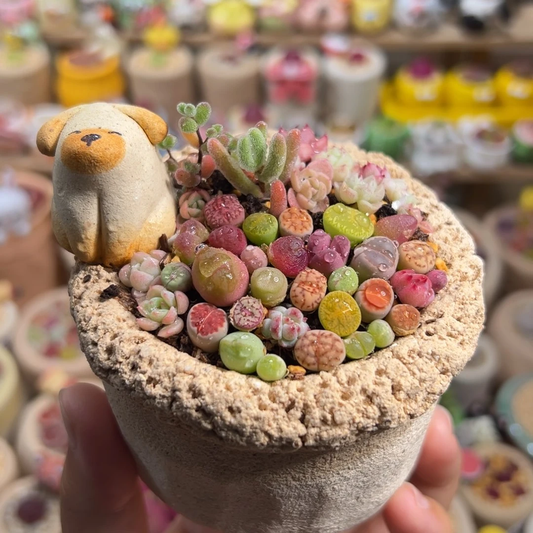 多肉植物56号花海