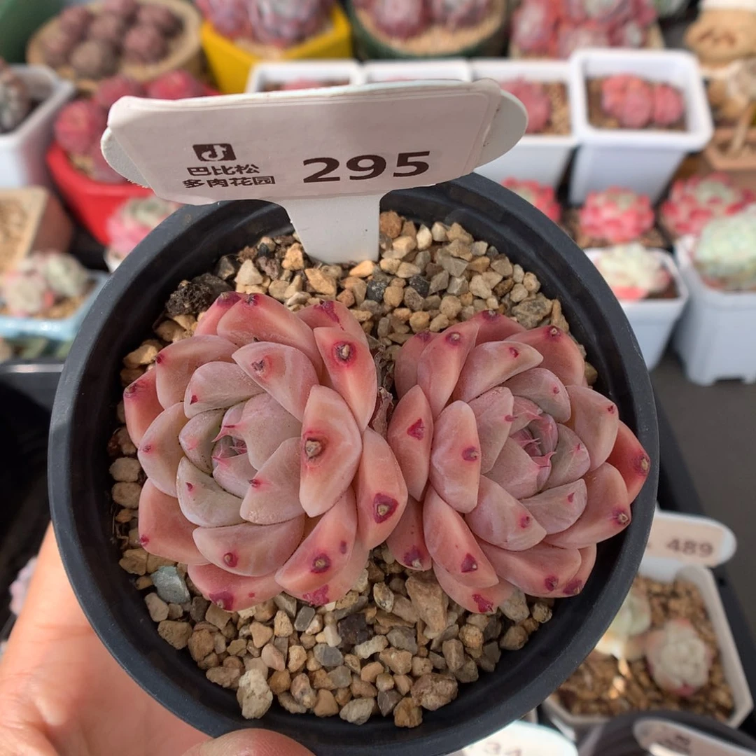 295双头如梦令多肉植物