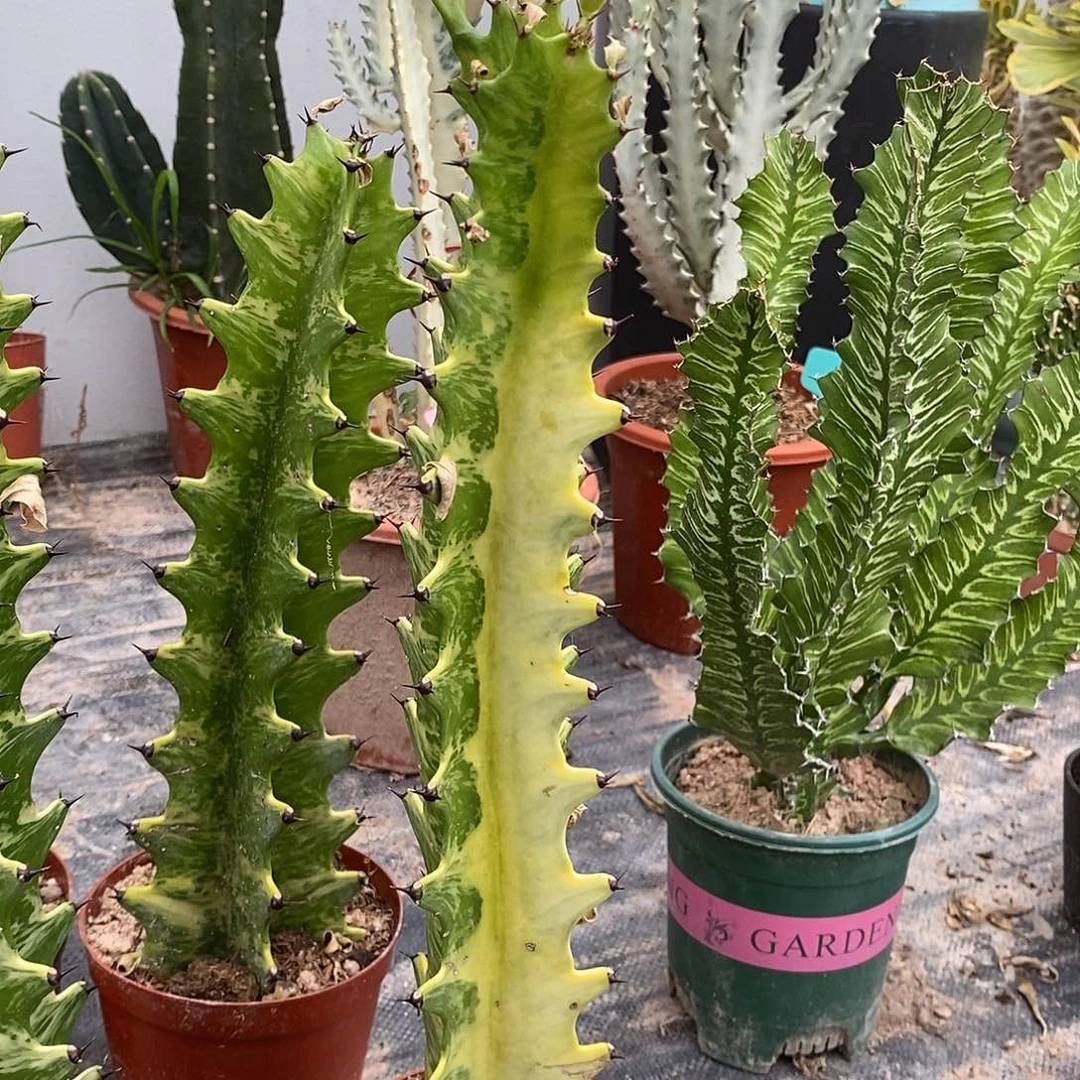 阴阳锦一物一拍一棵