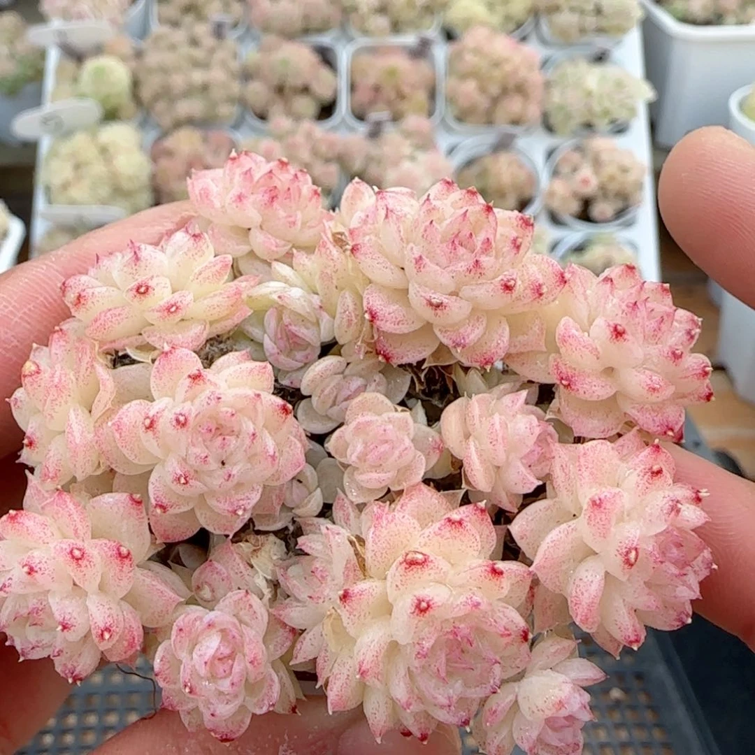 【闪购商品】0212-4珠光麦杆