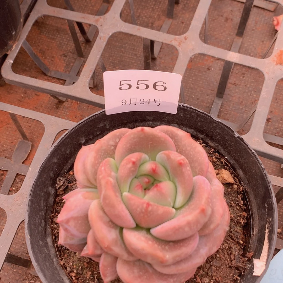 【闪购商品】云556号