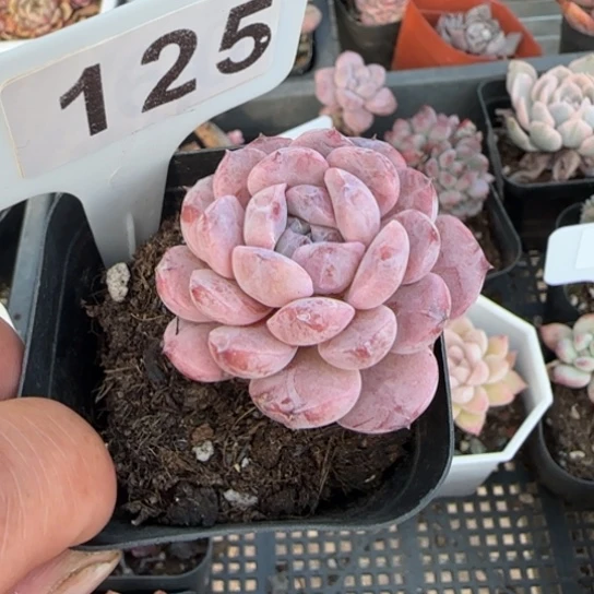 125恩宠一物一拍多肉