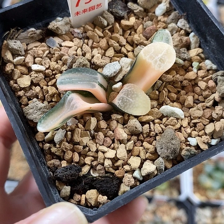 796点点寿一物一拍