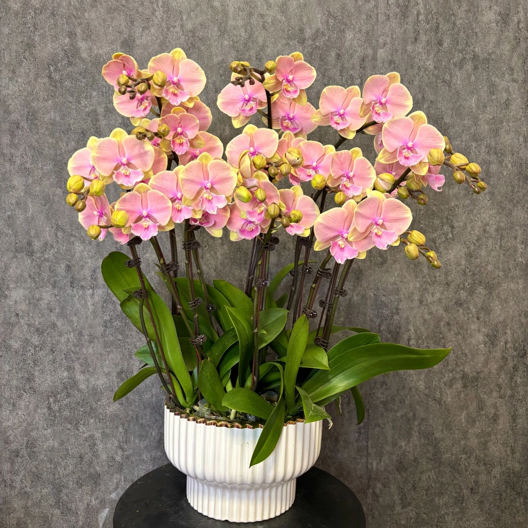 【芳美-蝴蝶兰】 鲜花绿植  好养花期长  室内观赏花