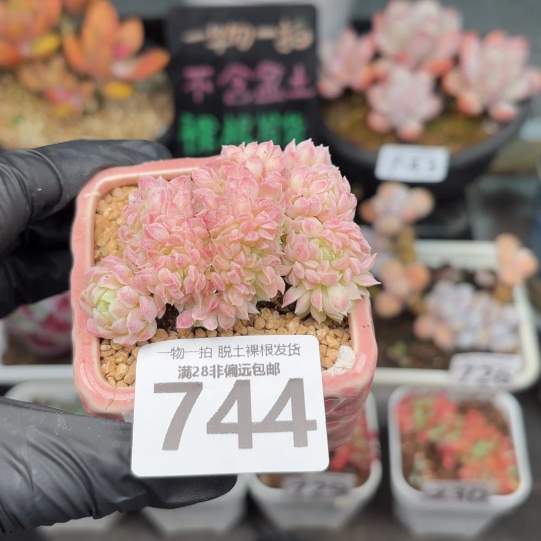 羊脂球缀化无盆土发货
