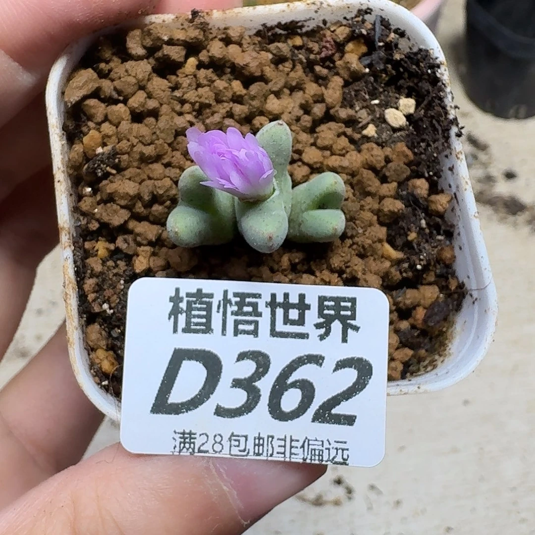 多肉植物的润泽fgb