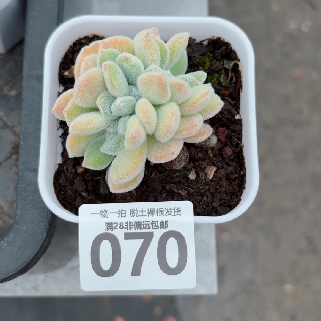 雪晃星无盆土发货