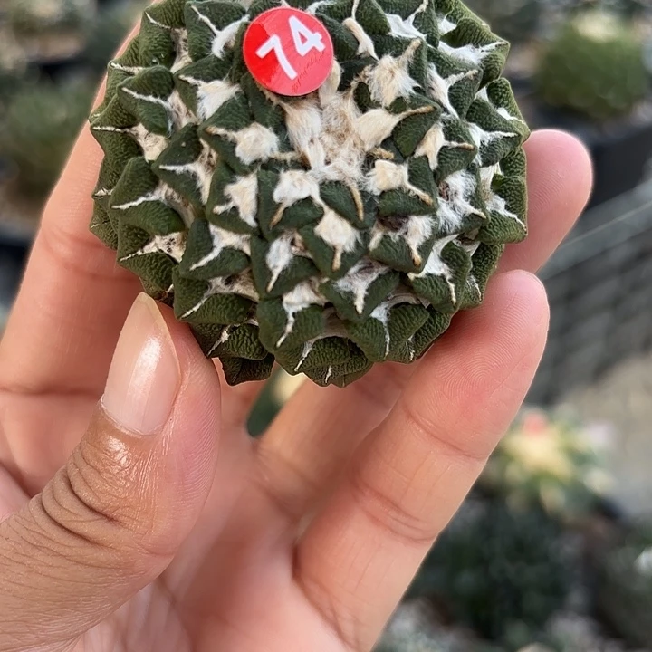 苗接落地仙人球74