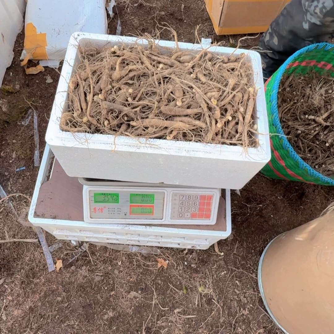 活***过林下参10/15之间3000g2500g