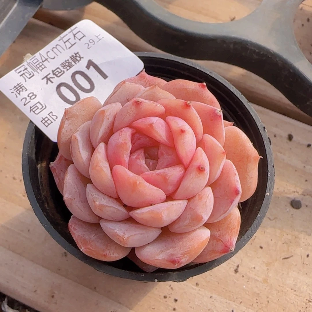 恩宠一颗单头精控优选