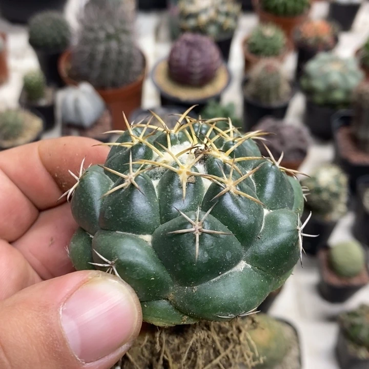 实生安宅象牙特价