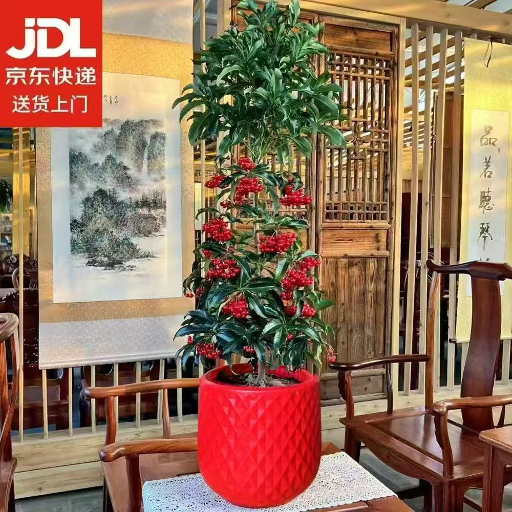 【京东快递】富贵子居家绿植好养年宵花盆栽金玉满堂带果【70-80cm】
